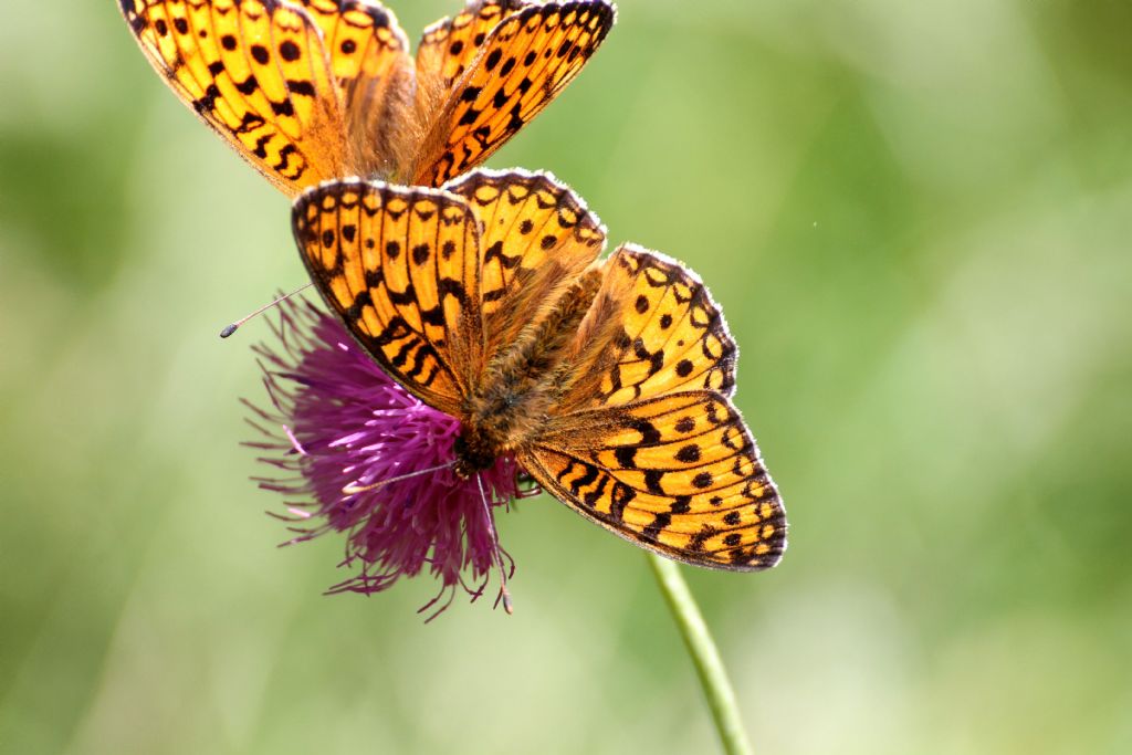 Argynnis (Fabriciana) niobe